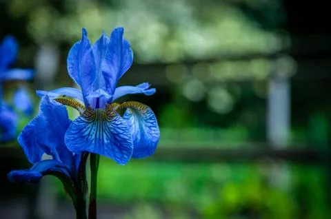 Closeup of a blue iris against a blurred green background Stock Photos