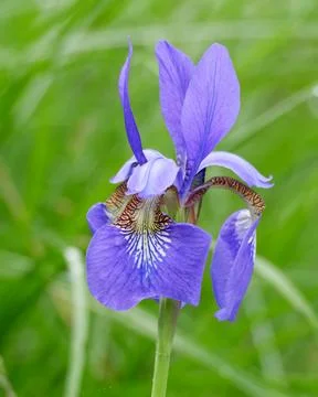 Closeup of  Blue Iris flower 库存照片