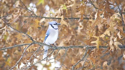 Closeup of blue jay bird flying away on oak tree in Virginia autumn rain Stock Footage 98616583