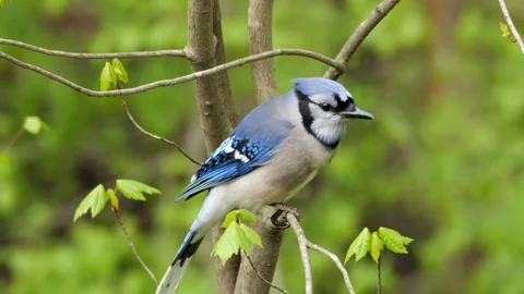 Closeup of Blue Jay 스톡 동영상 181197635