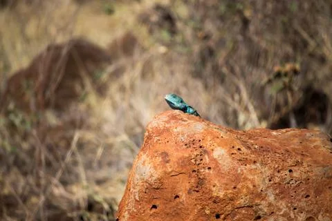 Closeup of Blue Lizard Head Stock Photos