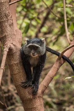 Closeup of a blue monkey (Cercopithecus mitis) on a tree Stock Photos
