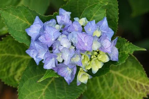 Closeup of a blue Mophead Hydrangea macrophylla flowers in the garden. Stock Photos