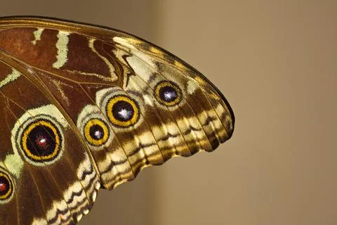 Closeup of Blue Morpho, Morpho peleides, butterfly. Stock Photos