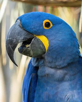 A Closeup of a Blue Parrot Stock Photos