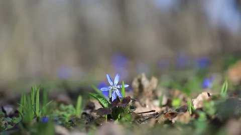 Closeup blue snowdrop flower in a fores Vídeos de archivo 137434229