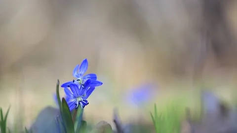 Closeup blue snowdrop flower in a forest Stock Footage 137434271