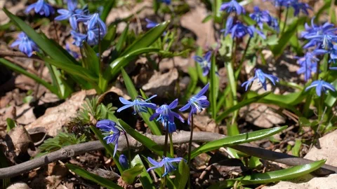 Closeup of blue snowdrops in the forest at sunny windy spring day Stock Footage 88548699
