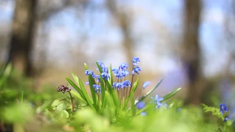 Closeup blue spring Scilla flower in a forest Vídeos de archivo 152383511