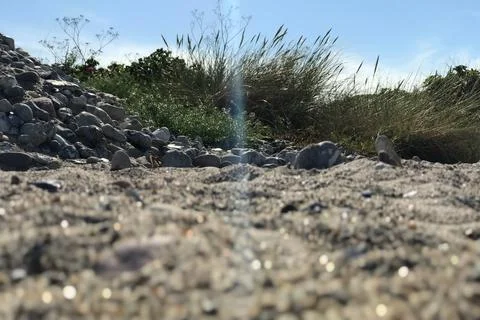 Closeup of blue sunray beam falling through grass bush near grey sand beach   Stock Photos