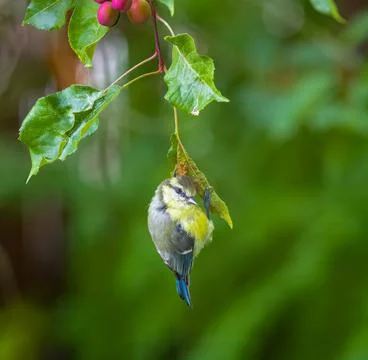 Closeup of a Blue Tit Bird Stock Photos