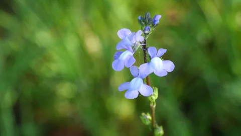Closeup of blue toadflax flowers. Stock Footage 273525542