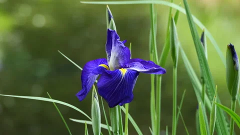 Closeup of blue water iris. Stock Footage 276334816