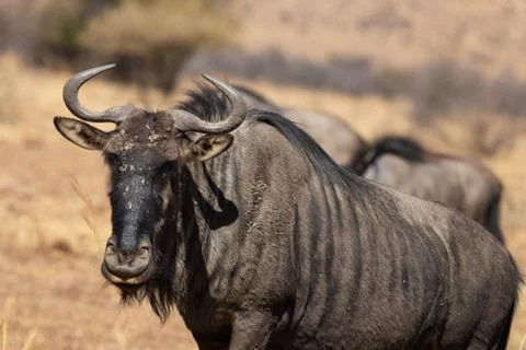 A closeup of a blue wildebeest staring at the camera in the bushveld. Stock Photos