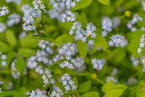 Closeup blue wildflowers in restoration plot with scattered dandelion, image  Stock Photos