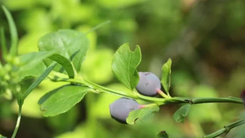 Closeup blueberries on the branch in the forest Vídeos de archivo 133936729