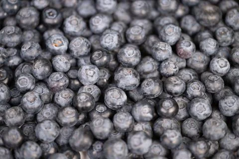 Closeup blueberries creating repeating pattern evenly distributed berries for Stock Photos