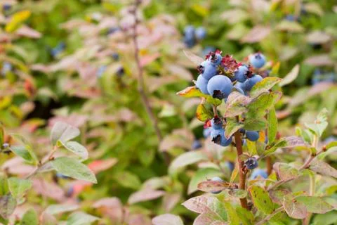 Closeup of Blueberry Bunch 스톡 사진