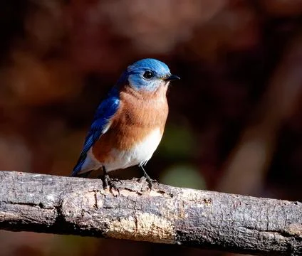 Closeup of Bluebird Fotos de archivo