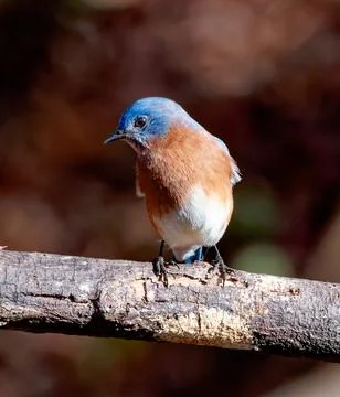 Closeup of Bluebird Fotos de archivo