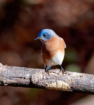 Closeup of Bluebird Foto stock