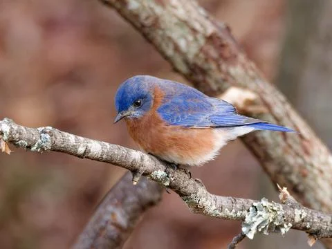 Closeup of bluebird on a tree limb Foto stock
