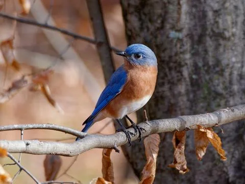 Closeup of Bluebird in tree 库存照片