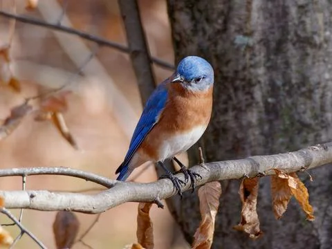 Closeup of Bluebird in tree Foto stock