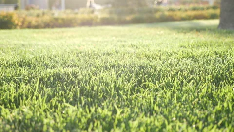 Closeup blurred grass with sun lights bokeh 库存影片 140675102