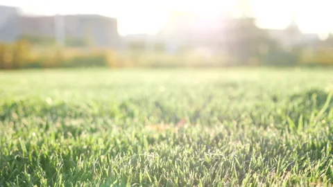 Closeup blurred grass with sun lights bokeh Vídeo Stock 140675921