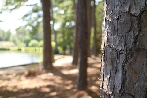 Closeup Blurry Trees Stock Photos