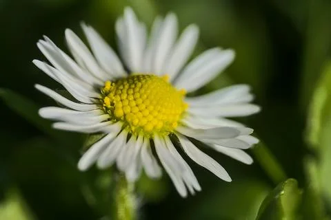 Closeup blurry view from a side of single low growing chamomile (Mayweed) flower Stock Photos