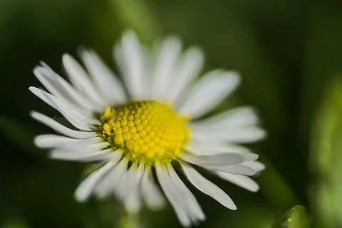 Closeup blurry view from a side of single low growing chamomile (Mayweed) flower Stock Photos