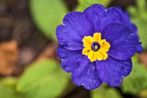 Closeup blurry view of single spring dark blue primrose (Primula) flower Stock Photos