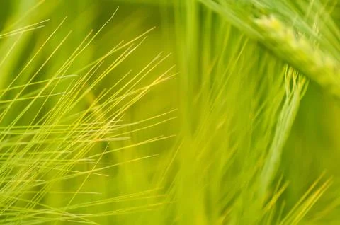 Closeup of a blurry wheat field. Foto stock