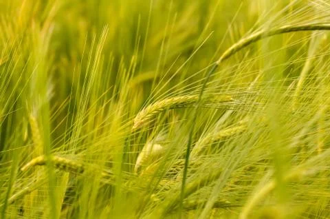 Closeup of a blurry wheat field. Stock Photos