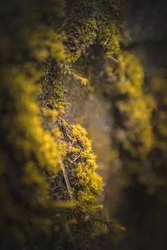 Closeup of a blurry Wolf lichen on a tree. Foto stock