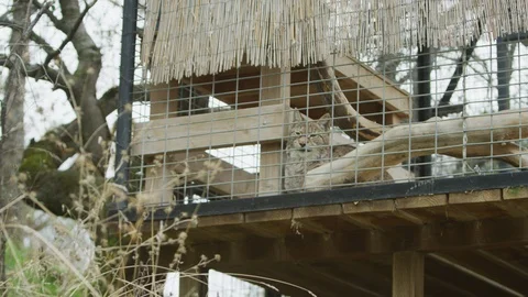 Closeup of Bobcat in cage behind tree p2 Stock Footage 111286450