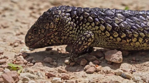 Closeup of a bobtail lizard eating off the ground Stock Footage 267056208