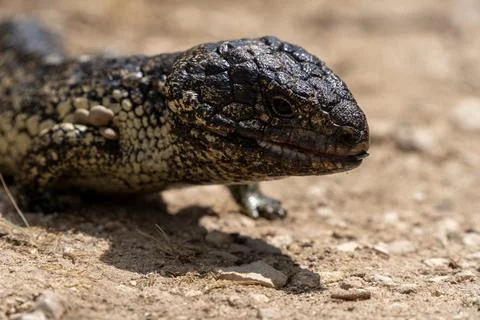 Closeup of a bobtail lizard Stock Photos