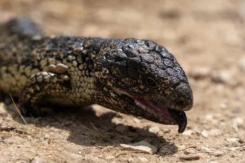 Closeup of a bobtail lizard Foto stock