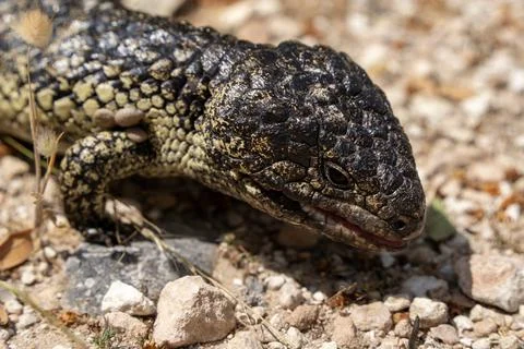Closeup of a bobtail lizard Stock Photos