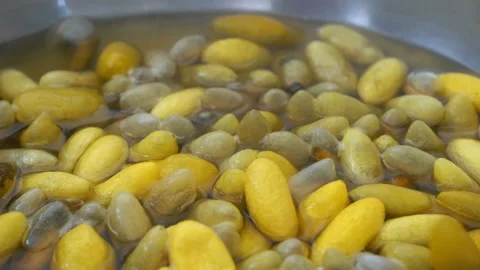 Closeup boiling cocoon silkworm in a pot,create a thread for weaving Stock Footage 232562052
