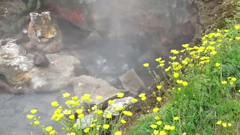 Closeup of boiling geyser through yellow wildflowers, Haukadalsvegur, Iceland Stock Footage 116608671