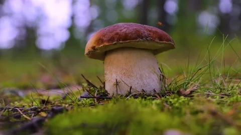 Closeup of boletus edulis with a thick stem and a fly crowling on it. Stock-Footage 284845634