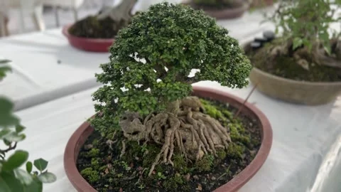 Closeup bonsai tree in garden pot with twisted trunk and green foliage. Video stock 316812697