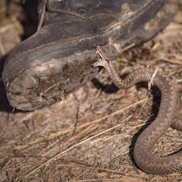 Closeup of a boot with a poisonous snake that is trying to pierce its sole. V Stock Photos