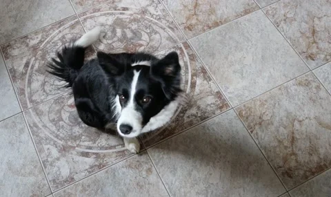 border collie wags its tail