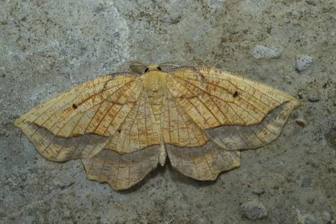 Closeup on a bordered beauty geometer moth, Epione repandaria, with spread wings Stock Photos