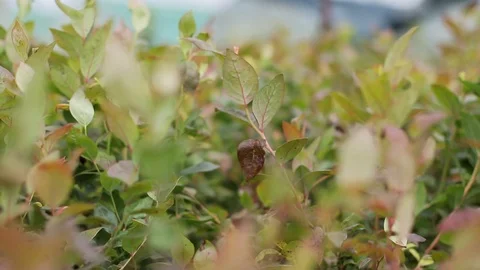 Closeup of botanic seedling leaves Stock Footage 122916907